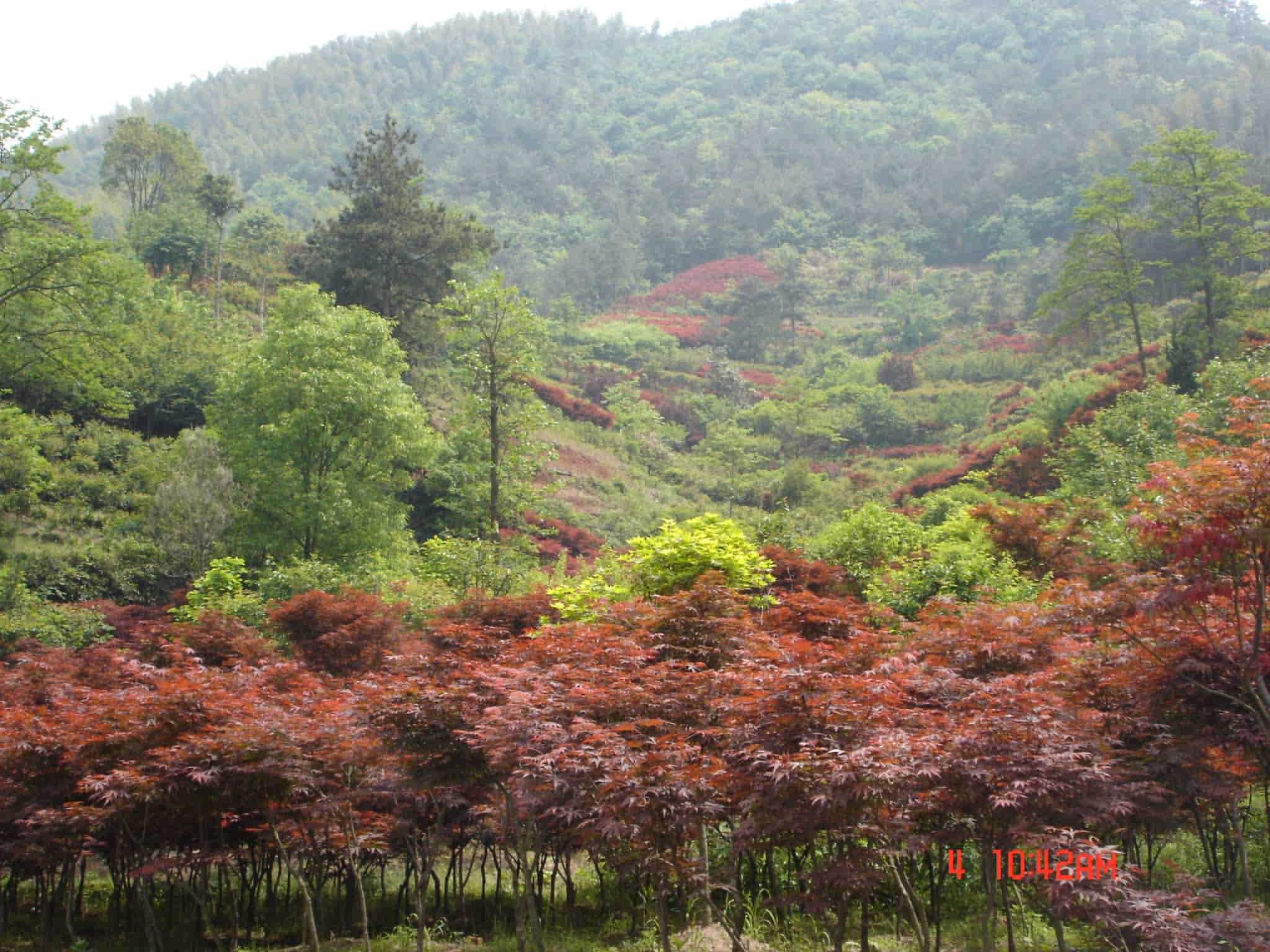 2005年四明山五五节活动PP－风景篇