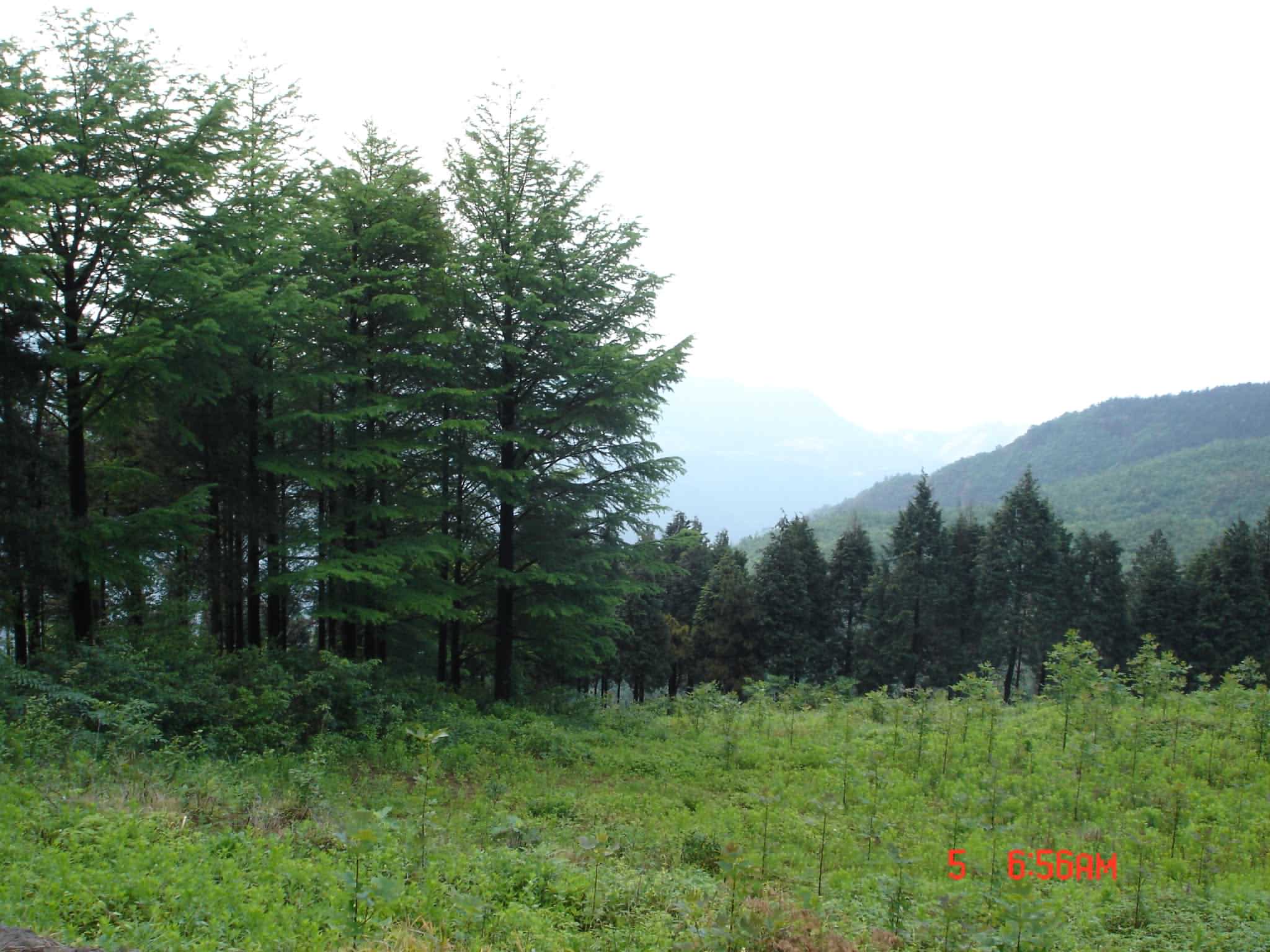 2005年四明山五五节活动PP－风景篇