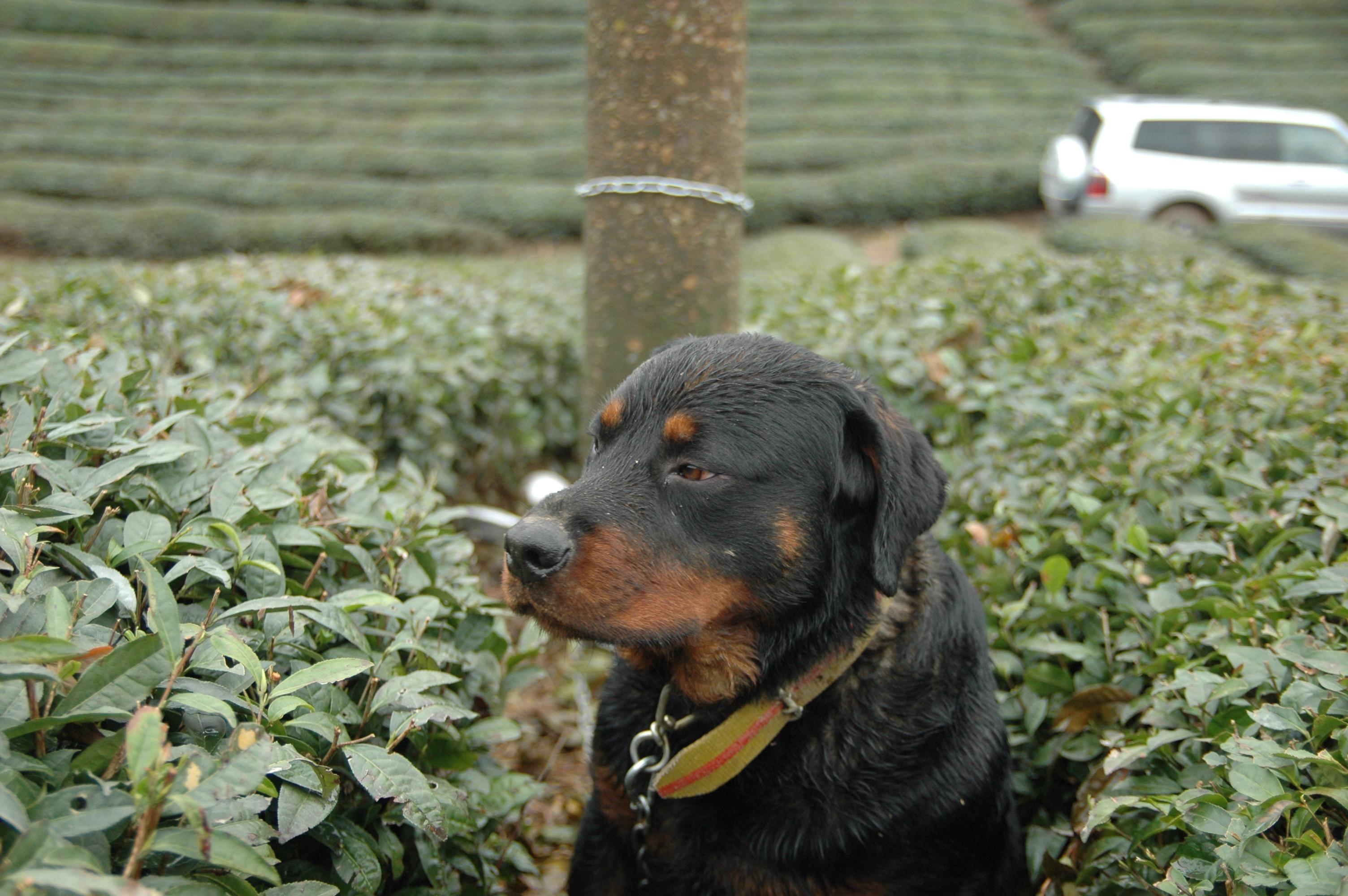 DSC_4338.JPG