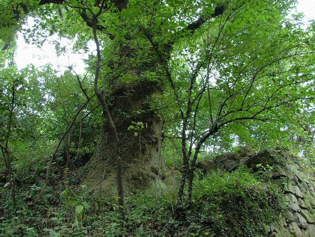 山顶上的古树木