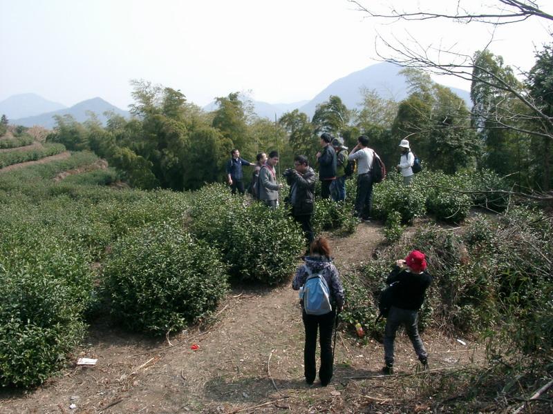 岭中间茶叶地